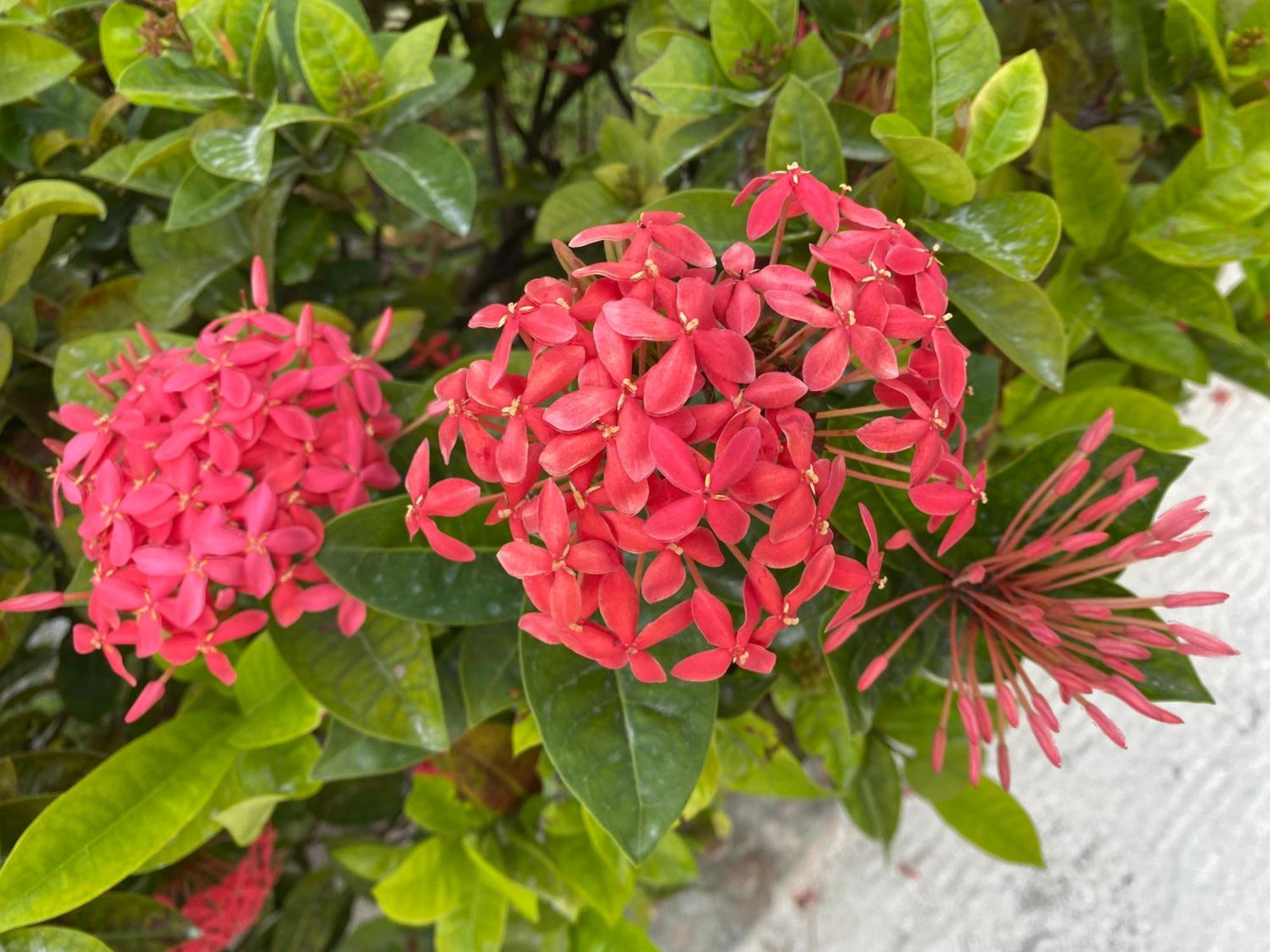 St. George'S Caye Resort Belize City Eksteriør bilde